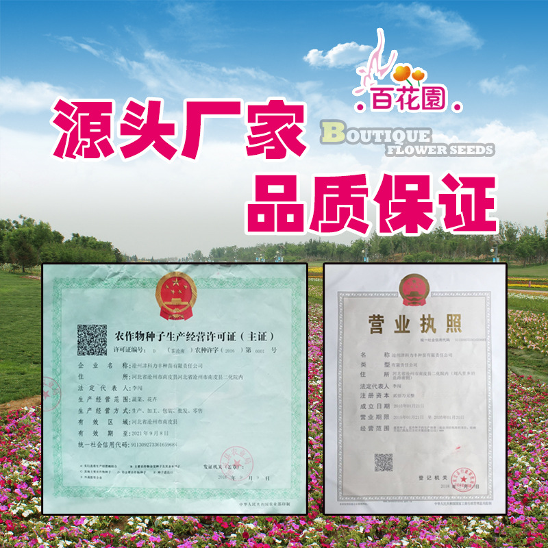 Fast-Growing Aquatic Grass Seeds Fish Tank Aquarium Foreground Grass Seeds Fish Tank Landscaping Lawn Mini Opposite Leaf Fast-Growing