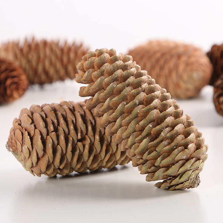 All kinds of pine nuts pine cones Lutong local pine cones northeast pine cones Christmas pendants indoor decorations manufacturers direct