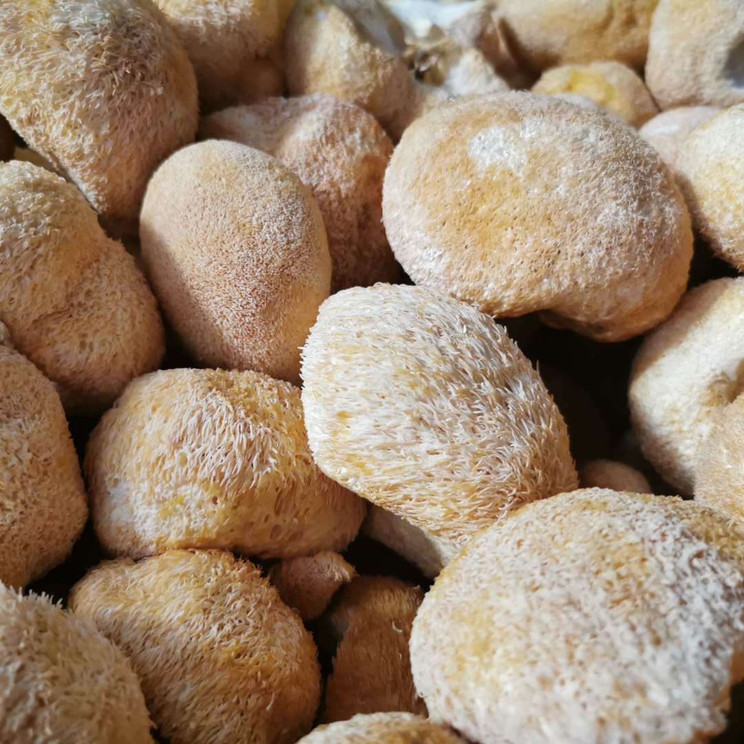 New goods Gutian monkey head mushroom dried monkey head mushroom Gutian specialty flour raw materials wholesale origin edible mushroom 500g