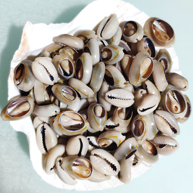 Кольцо золотая улитка натуральная маленькая раковина оптом конха аксессуары золотые края кусочки одежда украшение натуральные серые кусочки