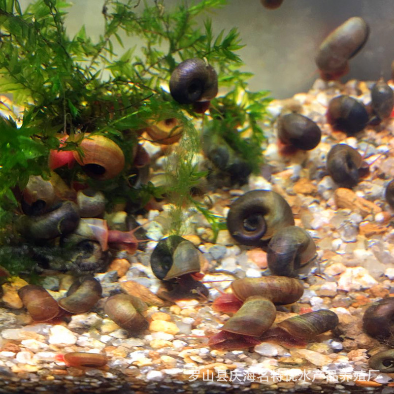 Apple Snail Live Wholesale Pet Snail Ornamental Snail Feed Snail Red Black Black Blue 10 Get 1 Free