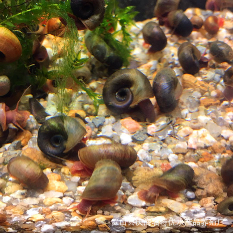 Улитка яблоко, живая оптовая улитка, корм для улиток, красная, черная, синяя, 10 улиток, 1 бесплатно