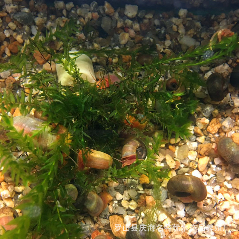 Apple Snail Live Wholesale Pet Snail Ornamental Snail Feed Snail Red Black Black Blue 10 Get 1 Free