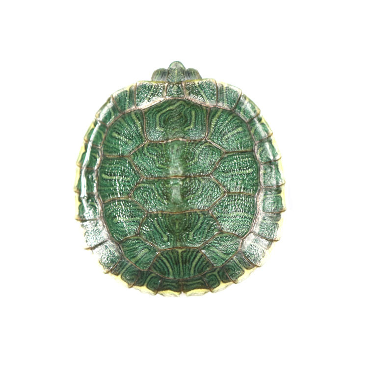 Small Turtle Seedlings Live Brazilian Turtle Seedlings Domestic Pet Small Turtle Farm Wholesale Live Turtle Seedlings
