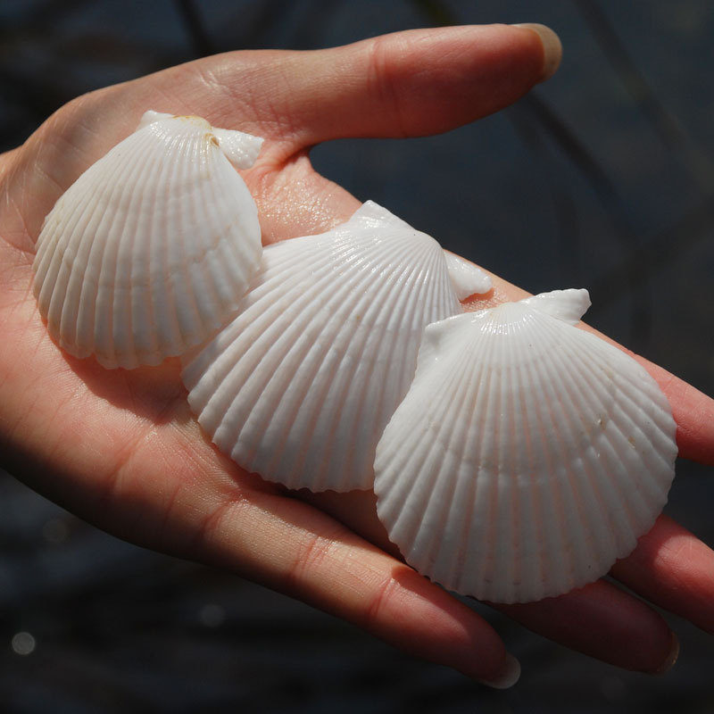 White scallop natural shell conch big gray scallop Wall diy painting fish tank landscaping Hawaiian shellfish wholesale 5cm