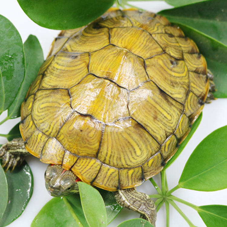 Tortoise live wholesale live turtle pet live colorful turtle ornamental turtle water turtle Brazilian tortoise stall wholesale