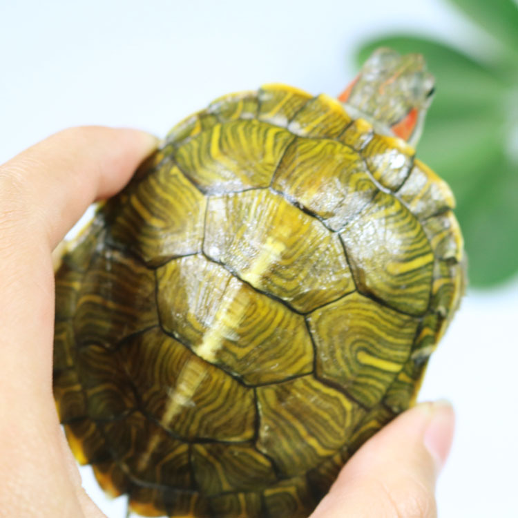Tortoise live wholesale live turtle pet live colorful turtle ornamental turtle water turtle Brazilian tortoise stall wholesale
