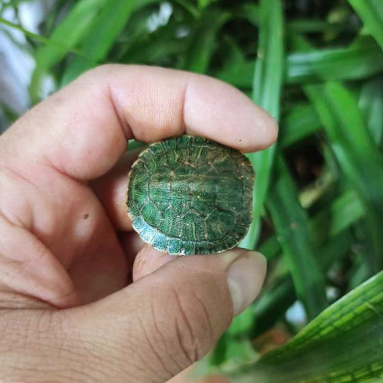 Colorful little tortoise Brazilian tortoise Net red colorful tortoise living ornamental tortoise pet tortoise color tortoise factory wholesale