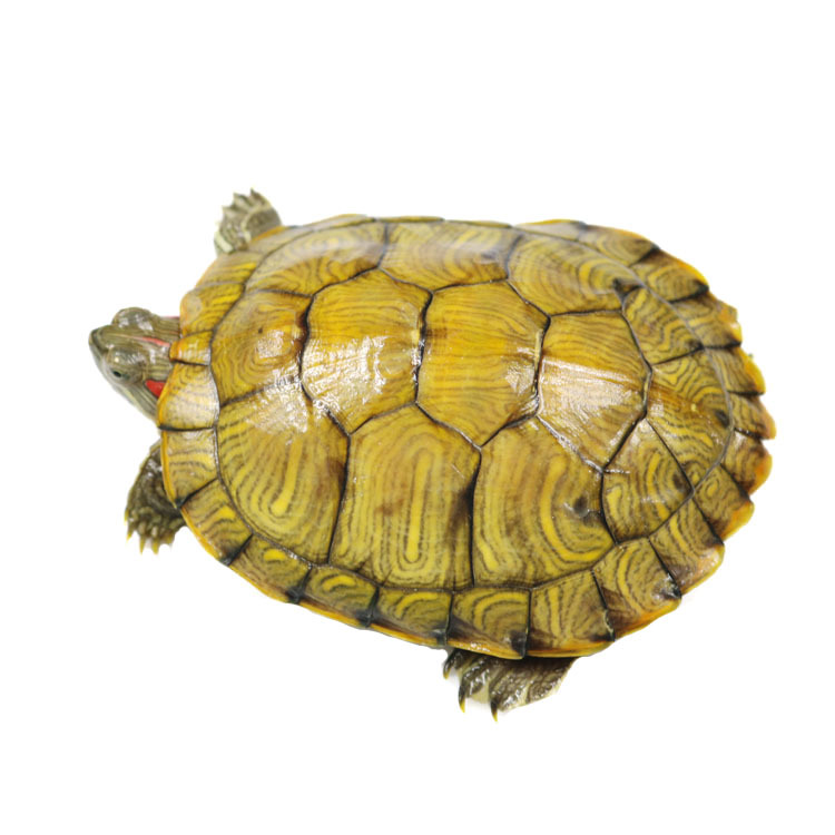 Tortoise live wholesale live turtle pet live colorful turtle ornamental turtle water turtle Brazilian tortoise stall wholesale