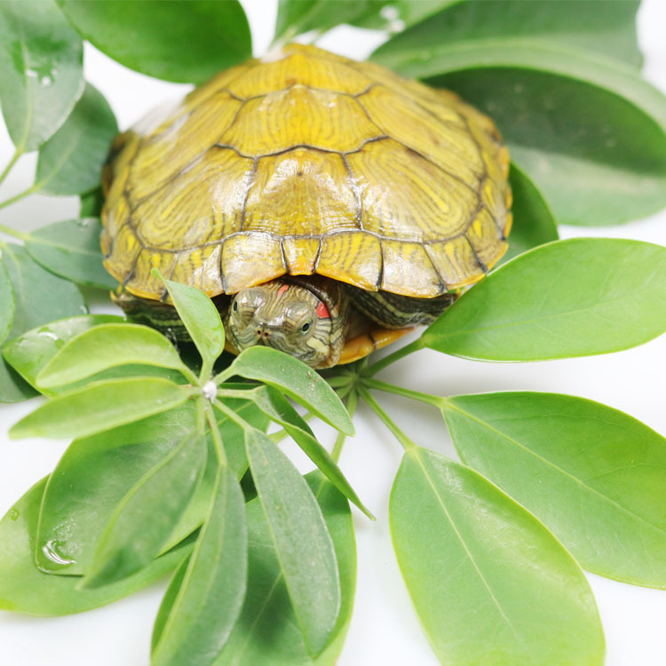 Tortoise live wholesale live turtle pet live colorful turtle ornamental turtle water turtle Brazilian tortoise stall wholesale