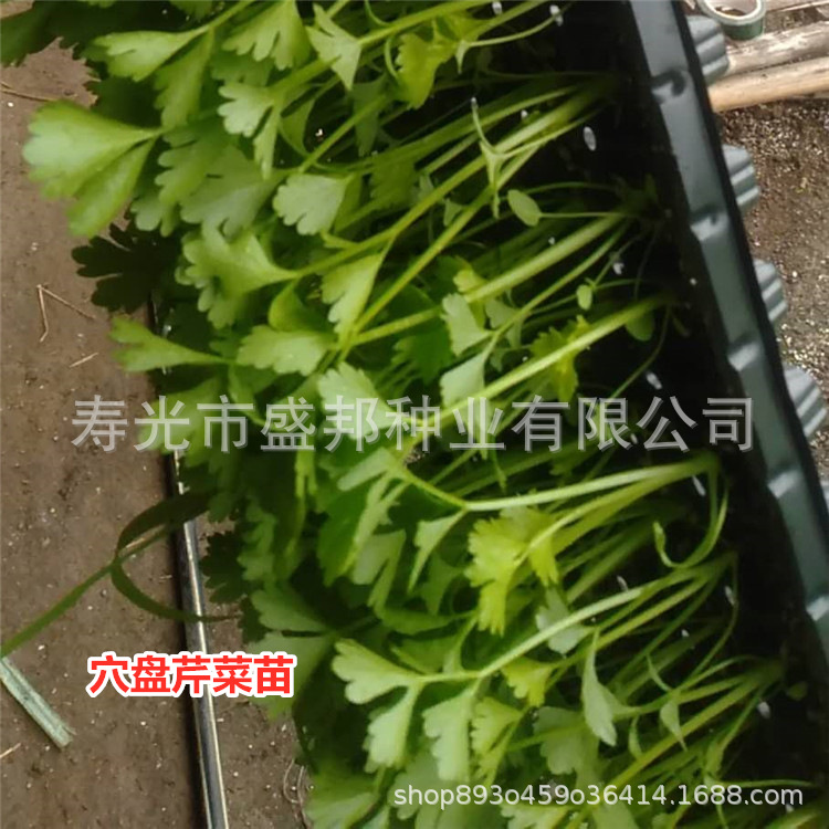 plug-tray celery seedling celery seedling queen/belle celery seedling plucking celery seedling root celery seedling