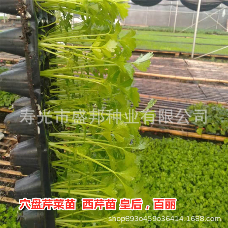 Саженцы сельдерея в кассетах, корнеплоды, саженцы для обрезки