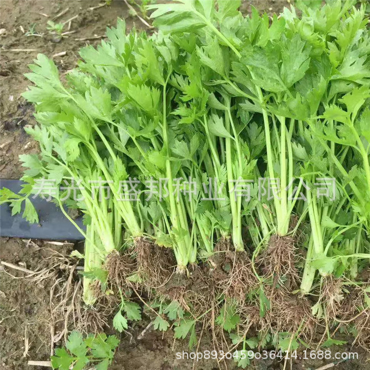 plug-tray celery seedling celery seedling queen/belle celery seedling plucking celery seedling root celery seedling