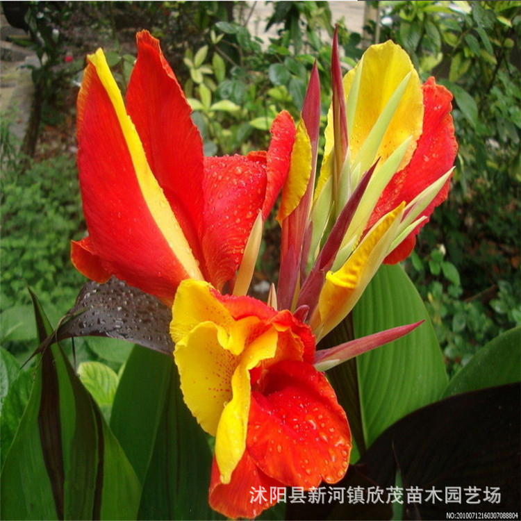 Canna Bulbs, Large-Flowered Canna Bulbs, Perennial Canna Seedlings, Courtyard Indoor Green Plant Bulbs, Easy to Survive