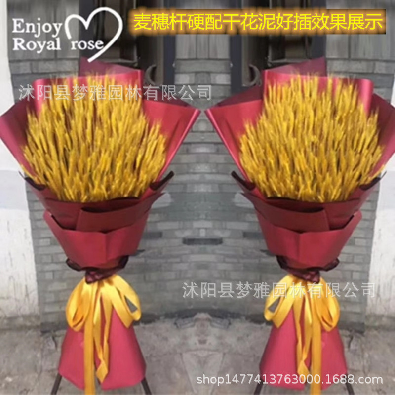 Wheat Ear Dried Flower Manufacturer Bouquet Opening Barley Pastoral Decoration Gift Box Shooting Props Dried Flower Real Flower Wheat
