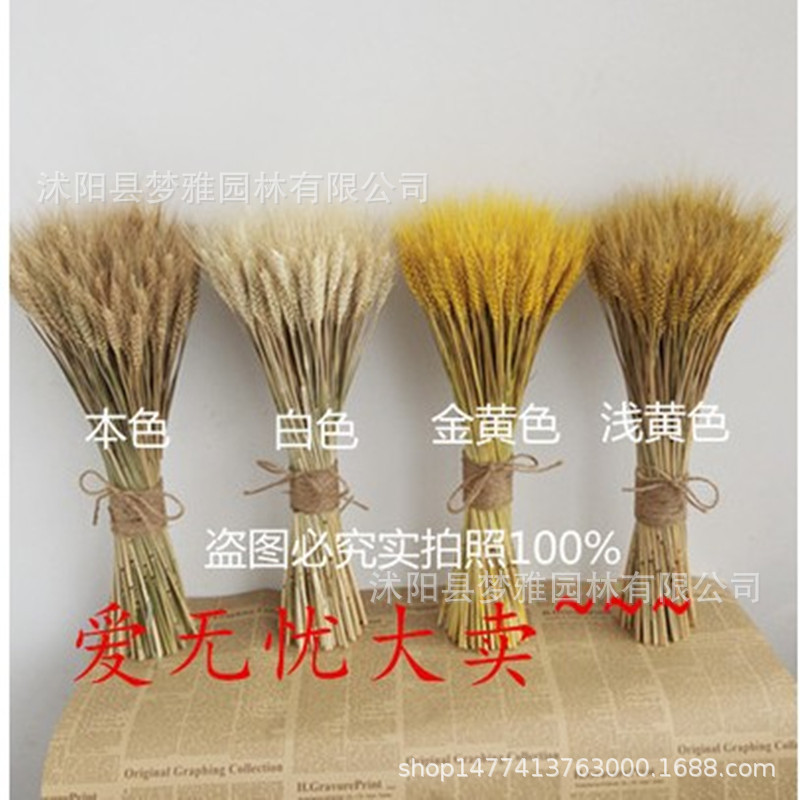 Wheat Ear Dried Flower Manufacturer Bouquet Opening Barley Pastoral Decoration Gift Box Shooting Props Dried Flower Real Flower Wheat