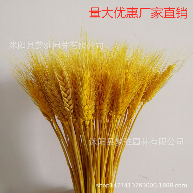 Производитель сухих цветов колосков Букет Открытие Ячменя Пасторальный декор Подарочная коробка Реквизиты для съемки Сухие цветы Реальные цветы Пшеница