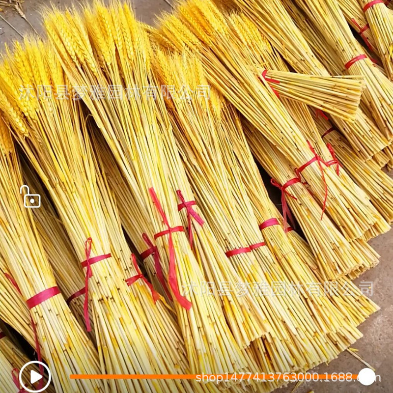 Wheat Ear Dried Flower Manufacturer Bouquet Opening Barley Pastoral Decoration Gift Box Shooting Props Dried Flower Real Flower Wheat