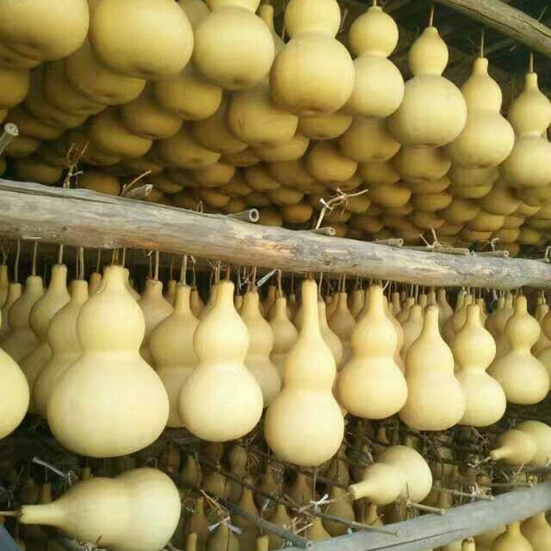 Wholesale sales of vegetarian gourd hand-twisted gourd stalls play small gourd with faucet American gourd