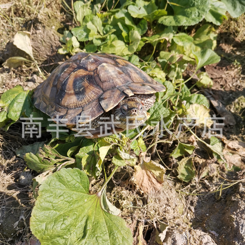 3-18cm size Brazilian tortoise live Brazilian seedling ornamental tortoise pet wholesale turtle live red-eared Brazilian tortoise
