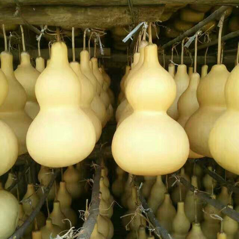 Wholesale sales of vegetarian gourd hand-twisted gourd stalls play small gourd with faucet American gourd