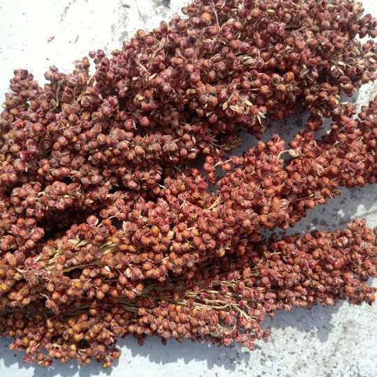 Кукурузные колоски, новая партия, один килограмм