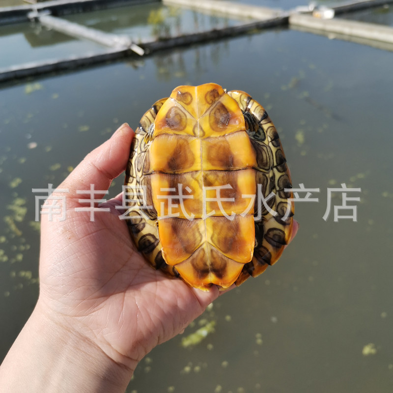 3-18cm size Brazilian tortoise live Brazilian seedling ornamental tortoise pet wholesale turtle live red-eared Brazilian tortoise