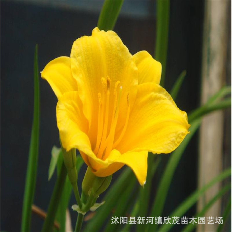 Base Wholesale Supply of Golden Doll Hemerocallis Seedlings Ground Cover Greening Seedlings Low Price Promotion