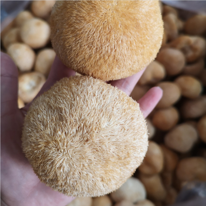 New goods Gutian monkey head mushroom dried monkey head mushroom Gutian specialty flour raw materials wholesale origin edible mushroom 500g