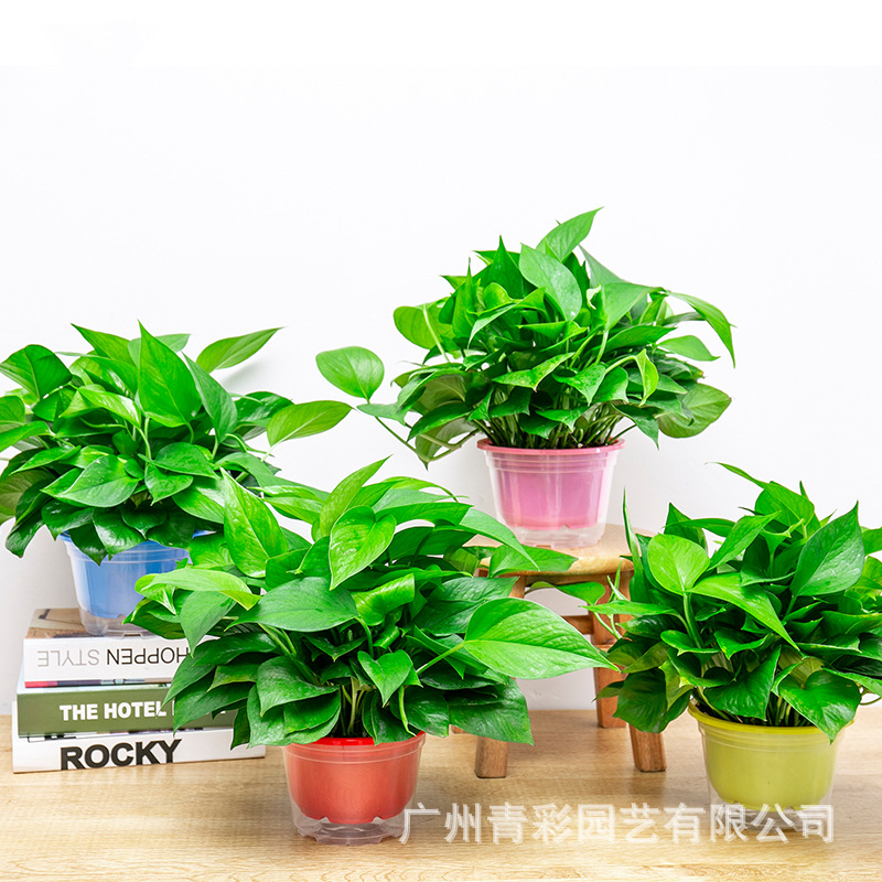 180 Potted Florals and Green Plants Wholesale Chlorophytum Long Vine Green Basket Small Potted Indoor Desktop Hydroponic Plants