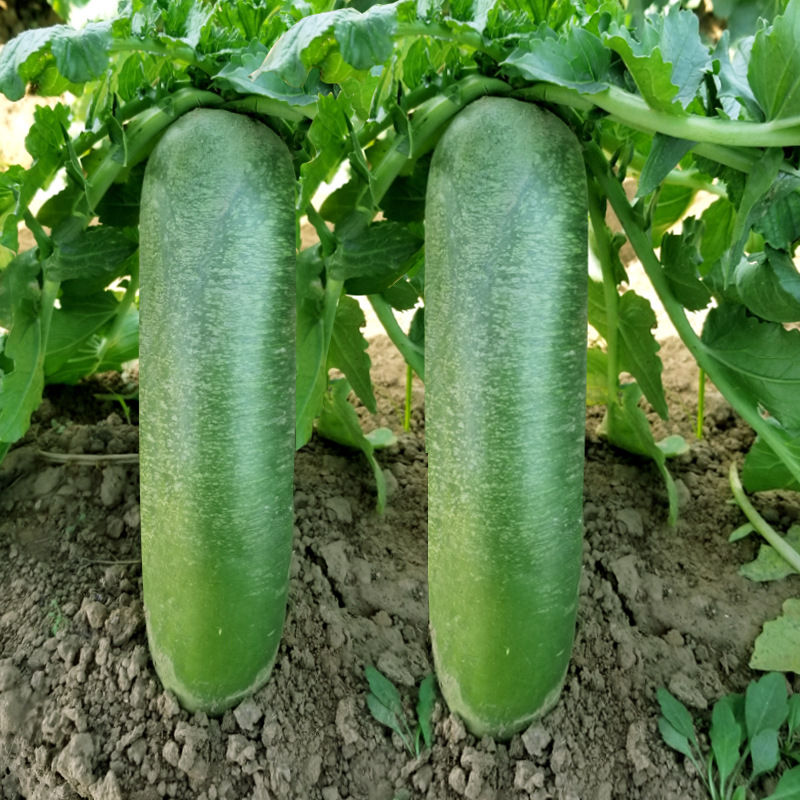 Source Manufacturer Wholesale Radish Seeds Collection Autum White Radish Red Carrot Shawo Fruit Green Radish Seeds