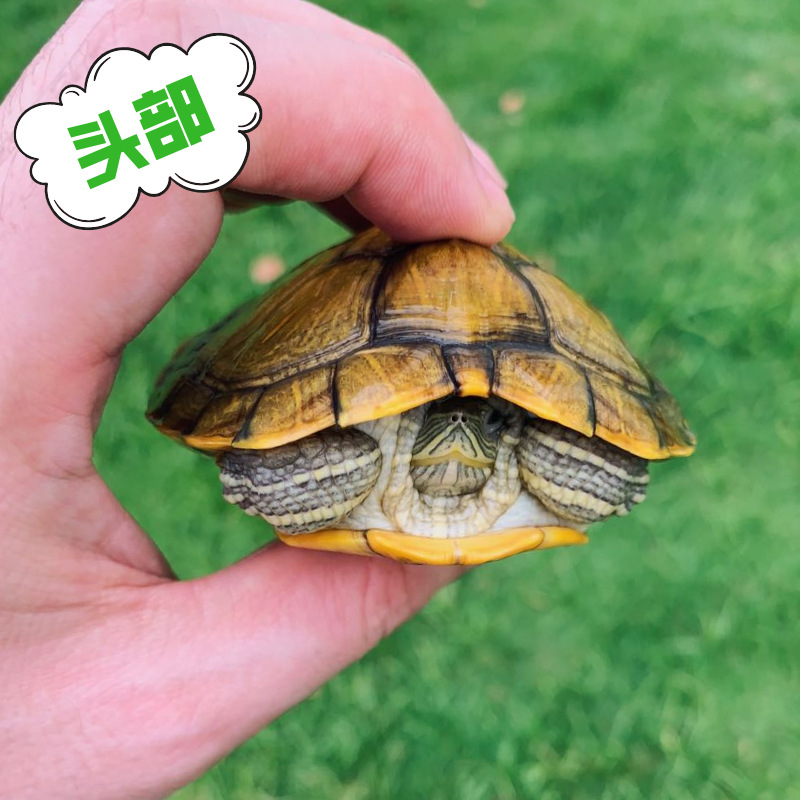 Brazilian Turtle Big Turtle Seedlings Brazilian Turtle Seedlings Live Pet Turtle Live Green Turtle Ornamental Wholesale Street Stall Delivery
