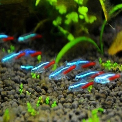 Traffic light fish live small lamp fish tropical fish ornamental fish grass tank group tour Shanghai fishing ground wholesale can be mixed