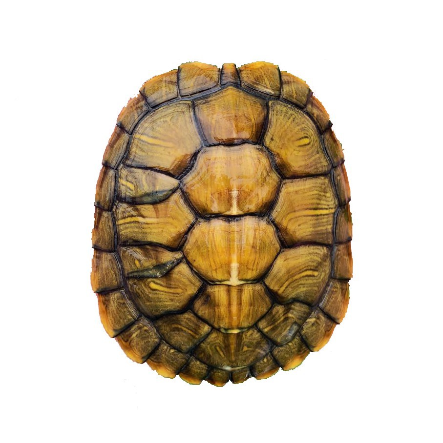 Brazilian Turtle Big Turtle Seedlings Brazilian Turtle Seedlings Live Pet Turtle Live Green Turtle Ornamental Wholesale Street Stall Delivery