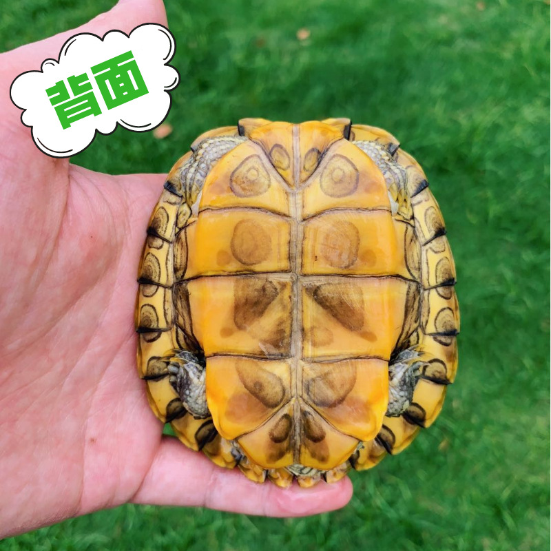 Brazilian Turtle Big Turtle Seedlings Brazilian Turtle Seedlings Live Pet Turtle Live Green Turtle Ornamental Wholesale Street Stall Delivery