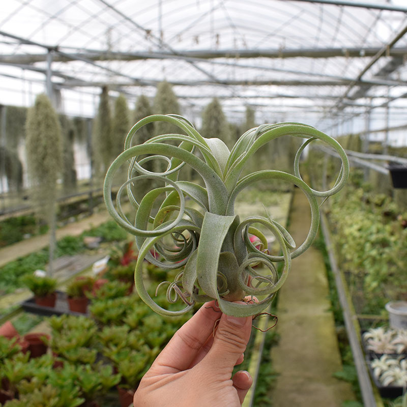 Base Straight Hair Air Pineapple Soilless Plant Flower Roll (Flower Hybrid Electric Perm Roll) Classic and Easy to Maintain