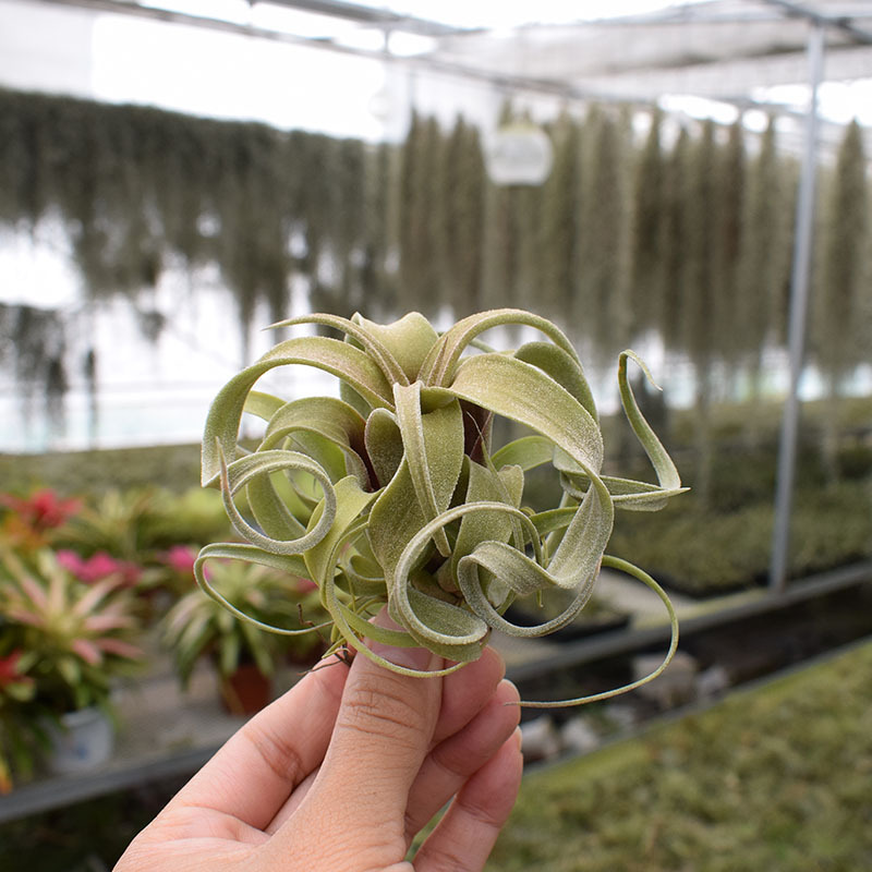 Base Straight Hair Air Pineapple Soilless Plant Flower Roll (Flower Hybrid Electric Perm Roll) Classic and Easy to Maintain