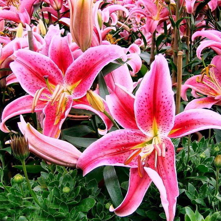 Imported Perfume Lily Bulbs, Extra Large Bulbs That Bloom in All Seasons and Are Easy to Grow with Roots and Buds, Fresh Cut Flower Lily Bulbs