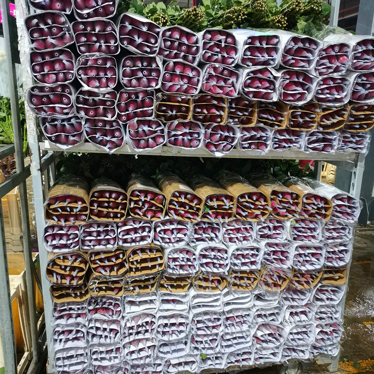 Yunnan Kunming Rose Flower Wholesale Goddess Day Gift Direct Batch Flower Shop Wedding Venue Layout Flowers