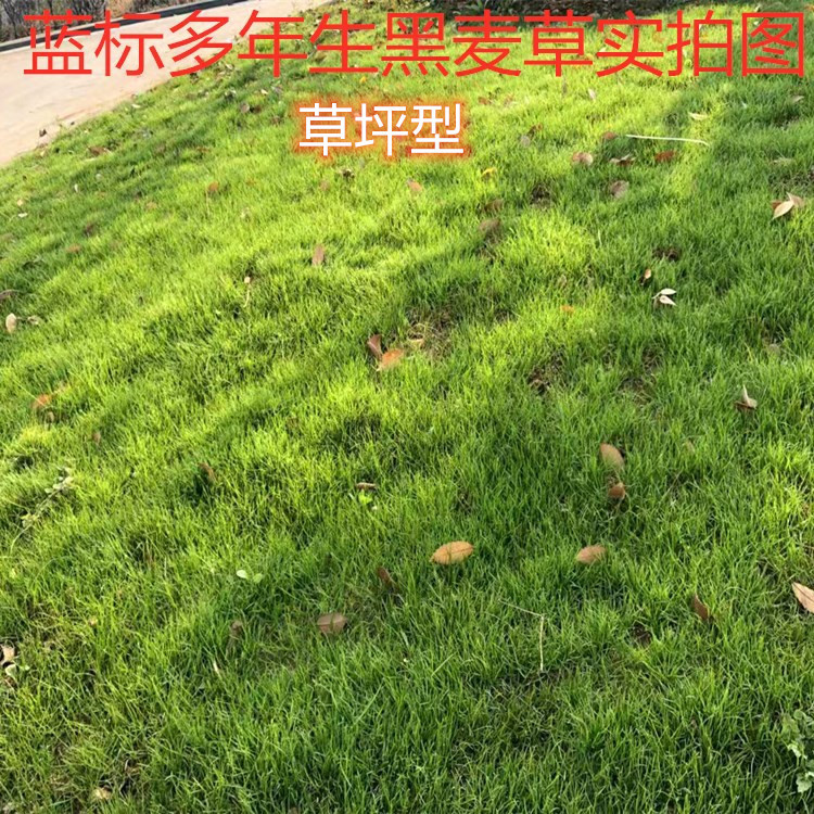 Annual Ryegrass Seeds for Pasture, Tetraploid Blue Label Perennial Lawn-Type Seeds for Re-Greening and Slope Protection