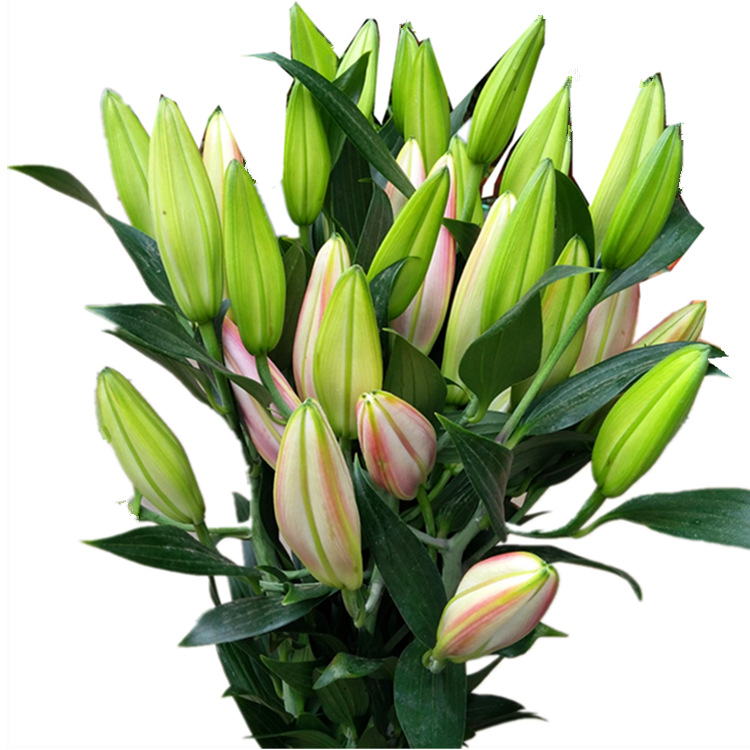 Yunnan Kunming Lily Wholesale Multi-Head Perfume Lily Whole Bundle Straight Batch Flower Base Straight Hair 10 Pieces