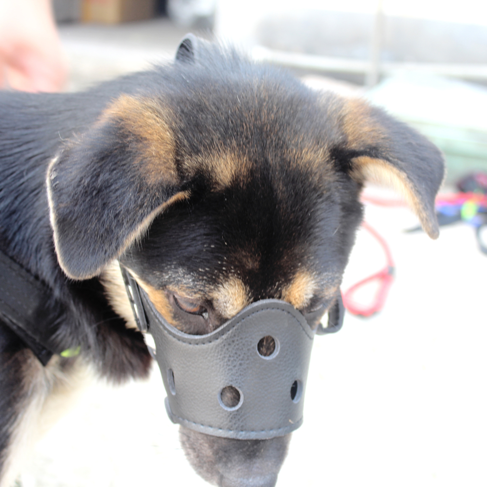 Factory wholesale dog mouth set Medium Small large to prevent dogs barking anti-bite dog mask pet supplies a generation of hair