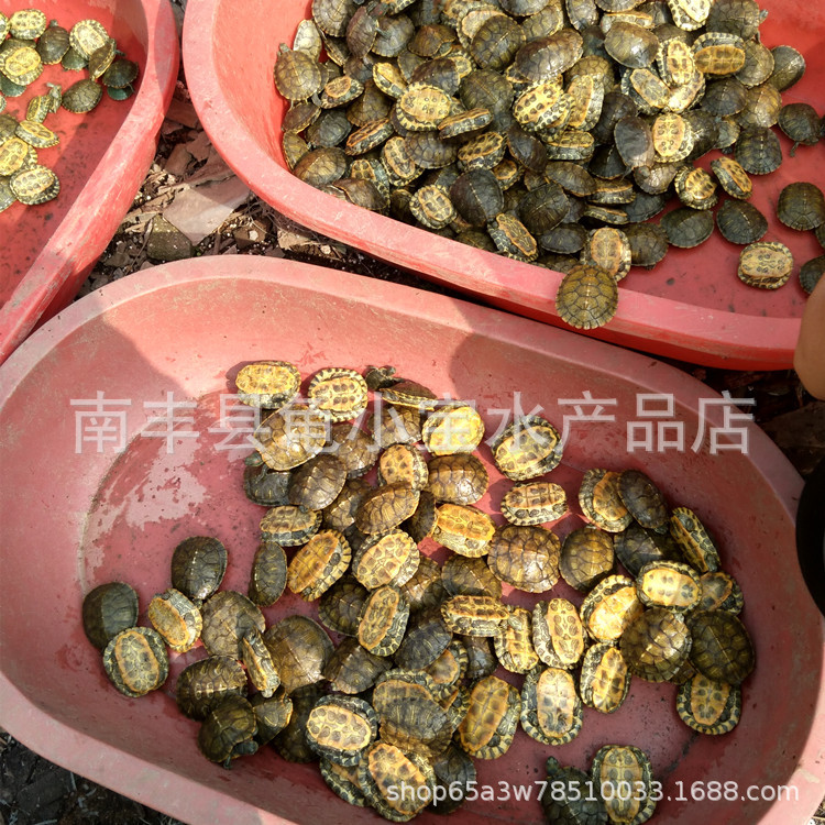 Outer pond size Brazilian tortoise turtle live pet Brazilian seedling lucky turtle colorful Brazilian small turtle Fry turtle egg