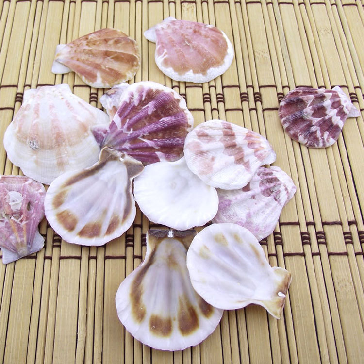 True shell thick scallop piece conch wall sticker DIY micro landscape decoration aquarium floor wind chime accessories color