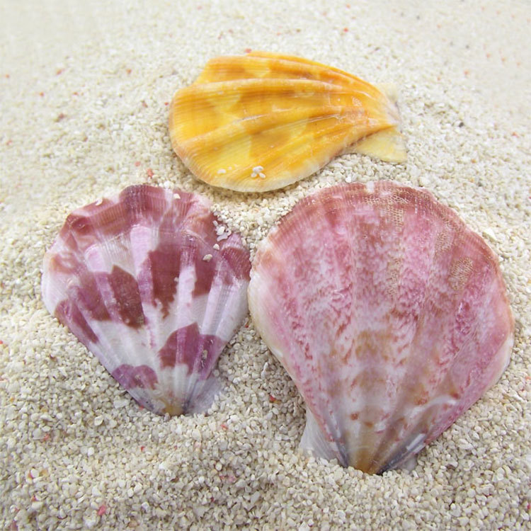 True shell thick scallop piece conch wall sticker DIY micro landscape decoration aquarium floor wind chime accessories color