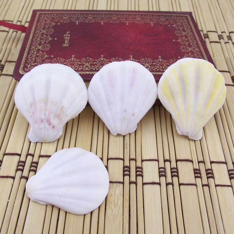 True shell thick scallop piece conch wall sticker DIY micro landscape decoration aquarium floor wind chime accessories color