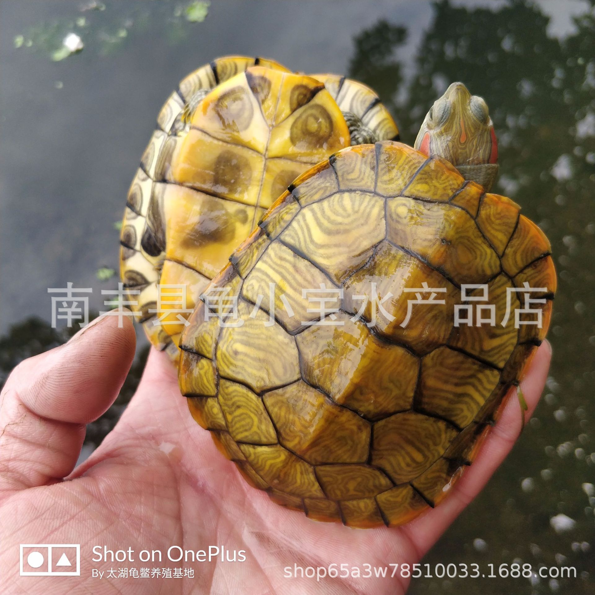 Outer pond size Brazilian tortoise turtle live pet Brazilian seedling lucky turtle colorful Brazilian small turtle Fry turtle egg