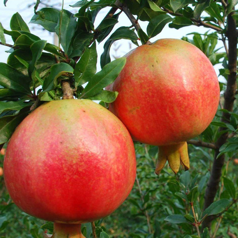 Sf Express Spot Sichuan Huili Tunisian Soft Seed Pomegranate Orchard Freshly Picked Red Heart Pomegranate Drop Shipping
