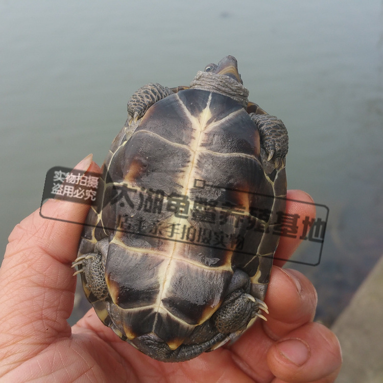 Waitang size Chinese turtle Longevity Turtle golden line turtle seedlings black turtle turtle three line grass laying grass turtle wholesale
