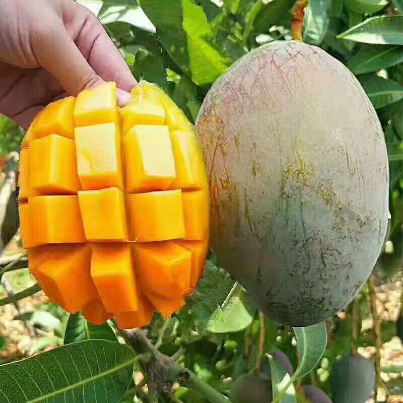 [Манго Кейт из Паньчжихуа, крупное манго] сезонный свежий фрукт, 5кг целая коробка, дропшиппинг